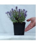 Nepeta faassenii ‘Laguna Blue’ в садовому центрі
